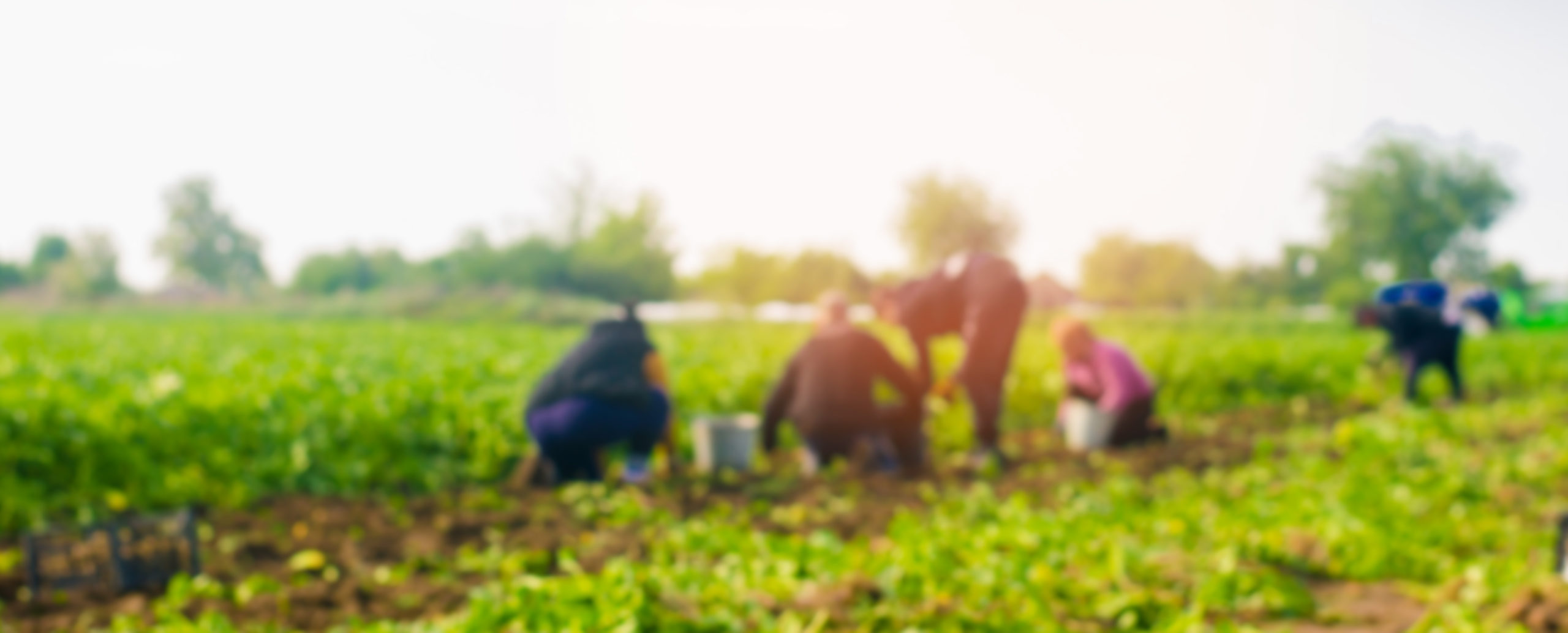 Workers,Work,On,The,Field,,Harvesting,,Manual,Labor,,Farming,,Agriculture,